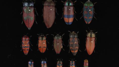 Red coloured beetles on a black background